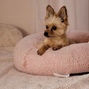 Meet your Posher, Rachel